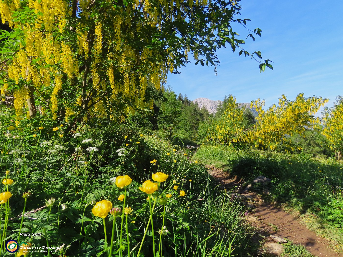 12 Laburnum alpinum (Maggiociondolo).JPG
